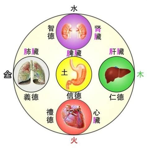 五臟對應表|臟腑